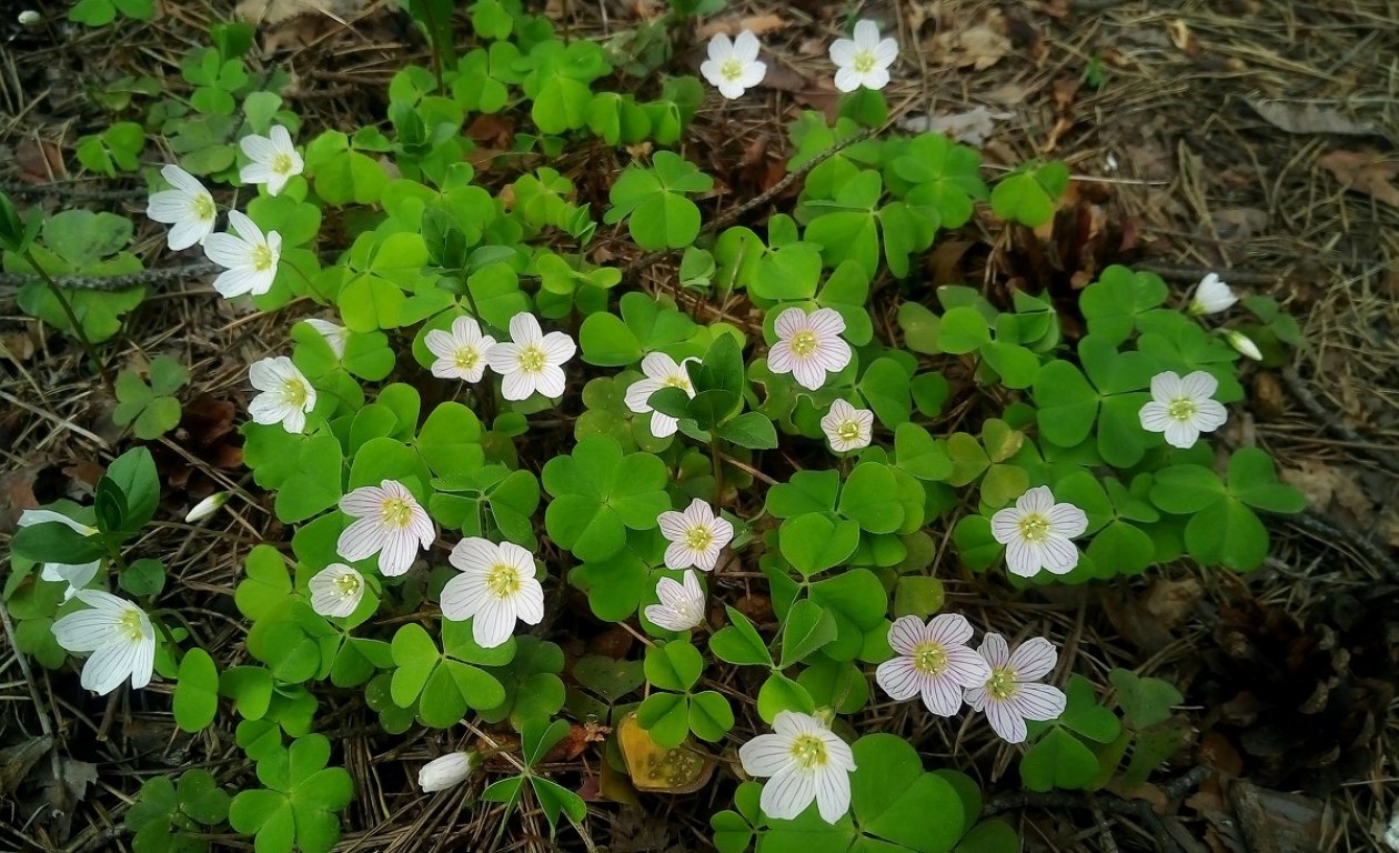 Кислица обыкновенная (Oxalis acetosella)