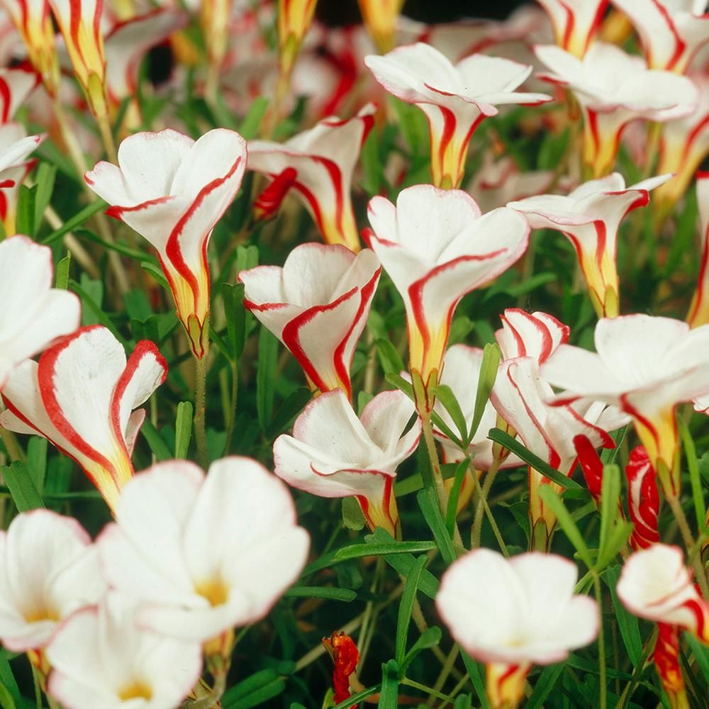 Кислица разноцветная (Oxalis versicolor)