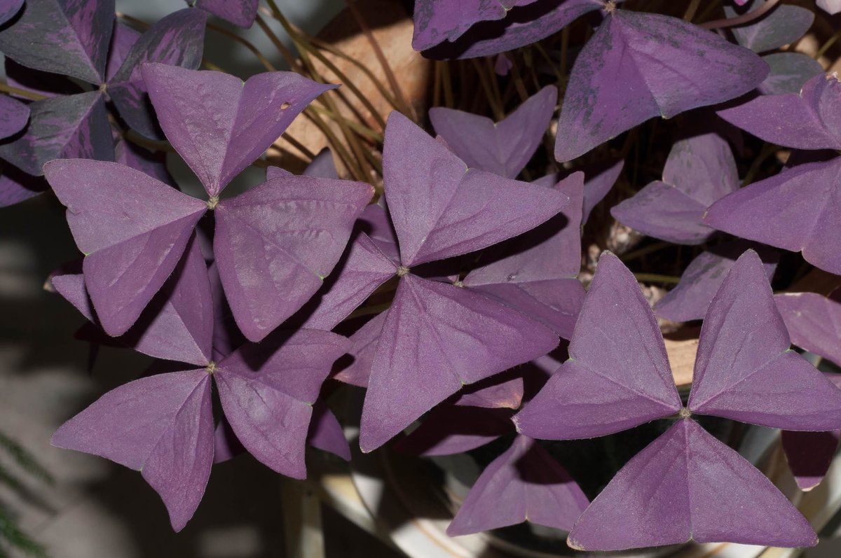 Кислица треугольная (Oxalis triangularis), или кислица фиолетовая