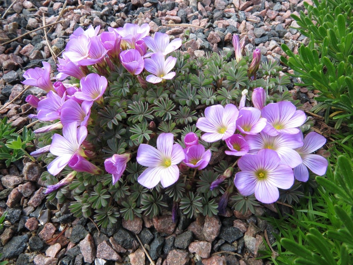 Кислица железистолистная (Oxalis adenophylla)