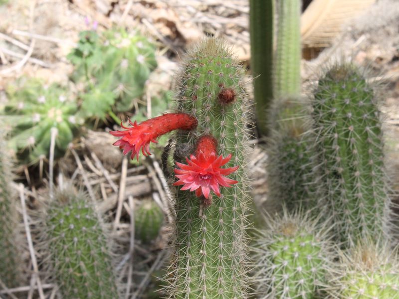 Клейстокактус изумрудноцветковый (Cleistocactus smaragdiflorus)