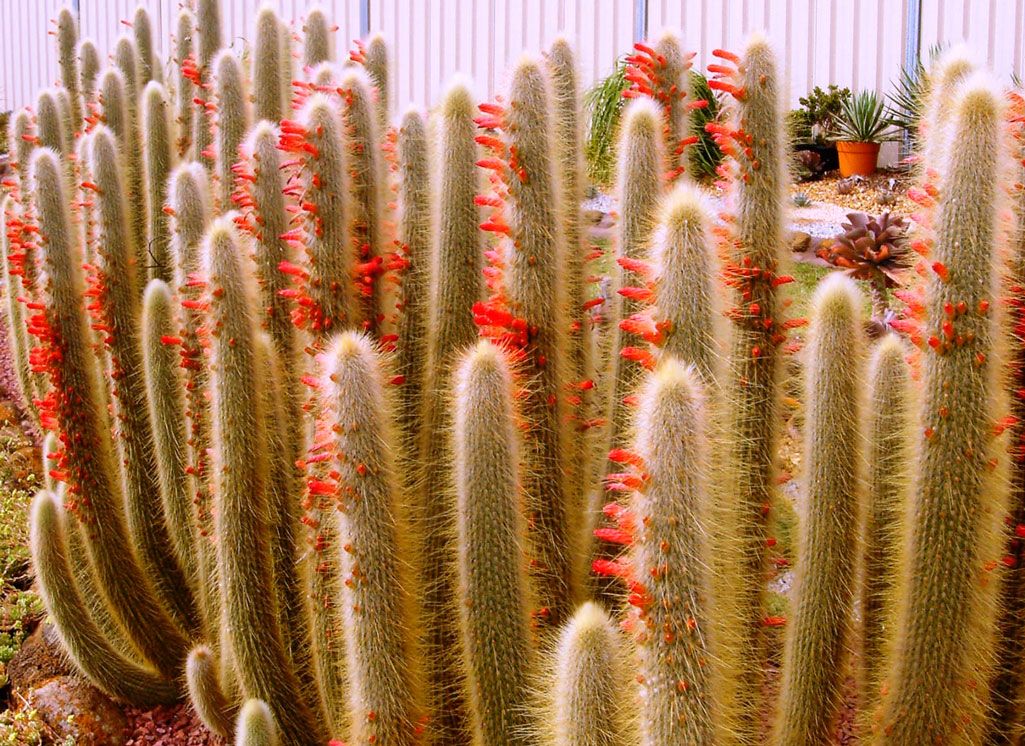 Клейстокактус Штрауса (Cleistocactus strausii)