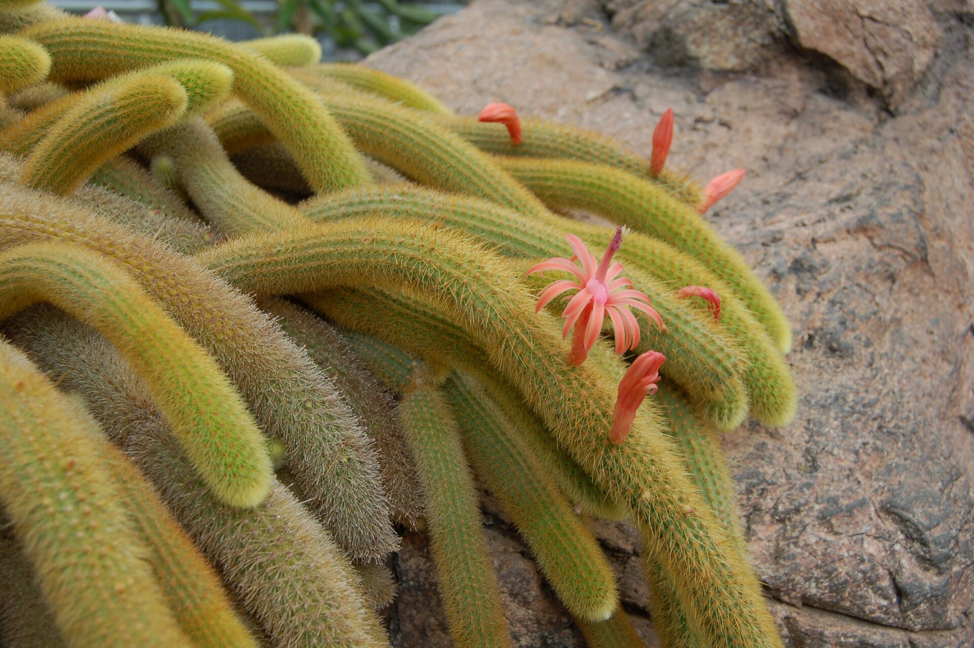 Клейстокактус Винтера (Cleistocactus winteri)