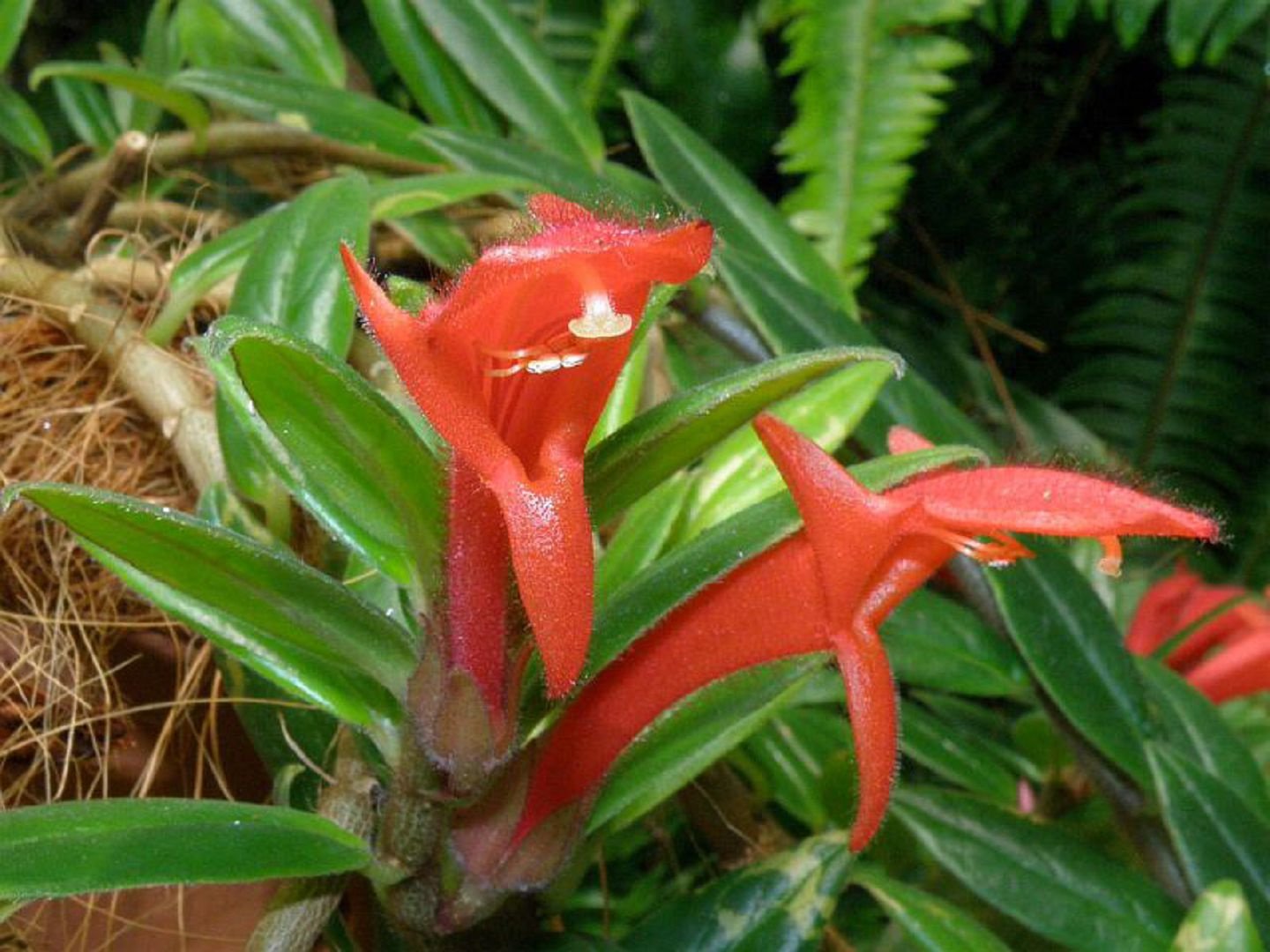 Колумнея Кракатау (Columnea Krakatau)