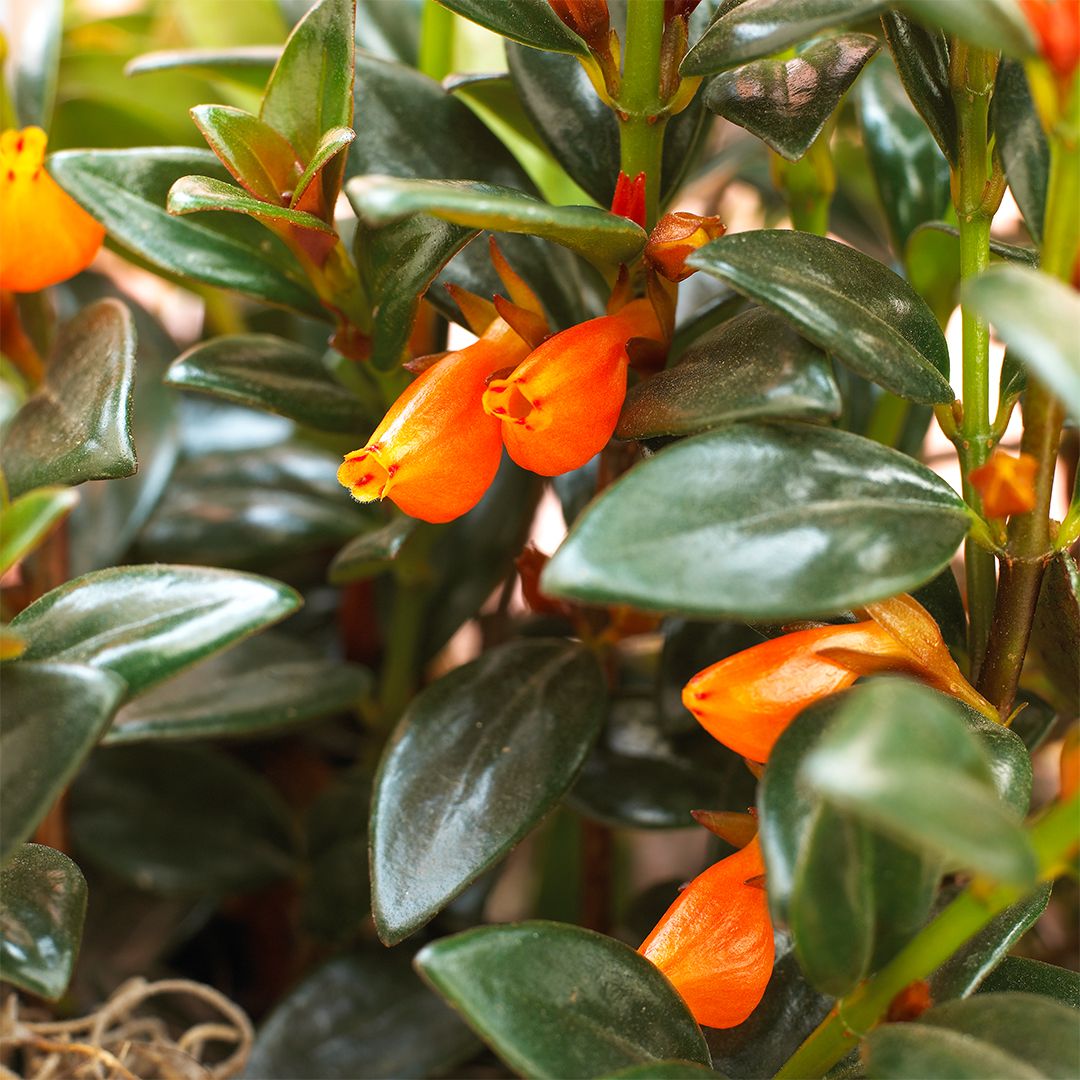 Колумнея крассулолистная (толстолистная) (Columnea crassifolia)