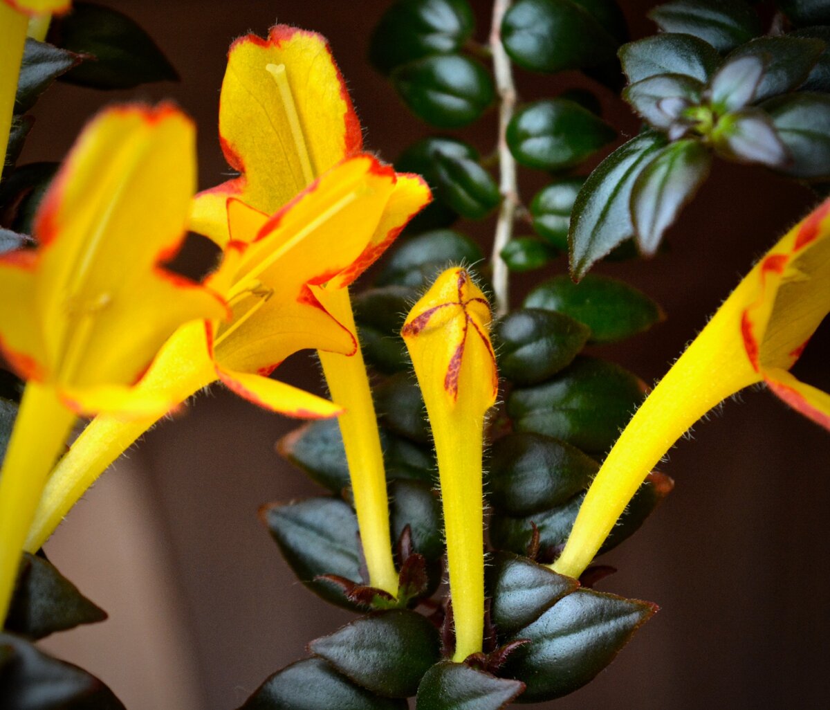 Колумнея мелколистная (Columnea microphylla)