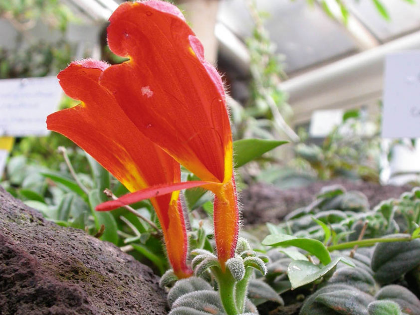 Колумнея славная (Columnea gloriosa)