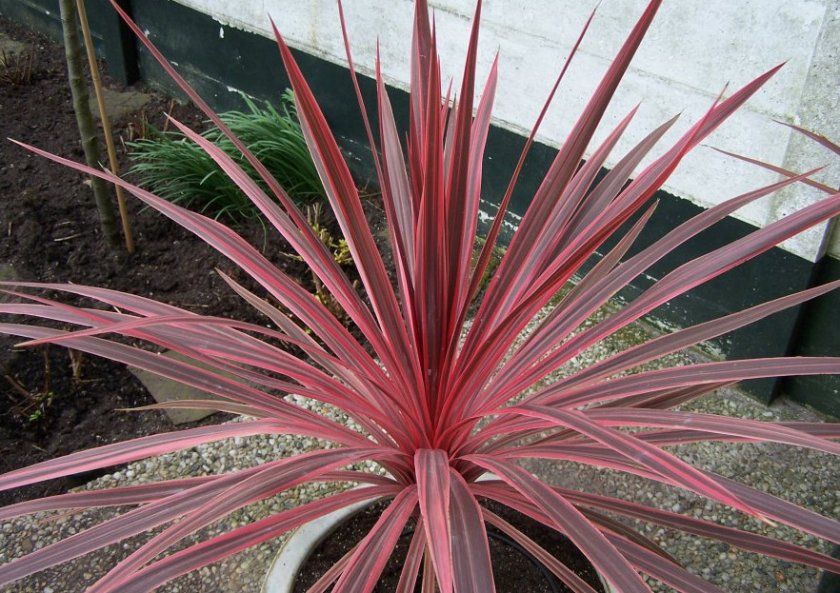 Кордилина Бенкса (Cordyline banksii)