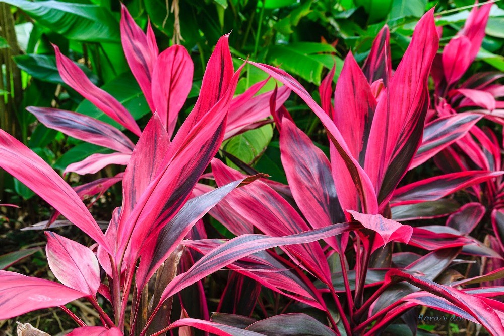 Кордилина красная (Cordyline rubra)