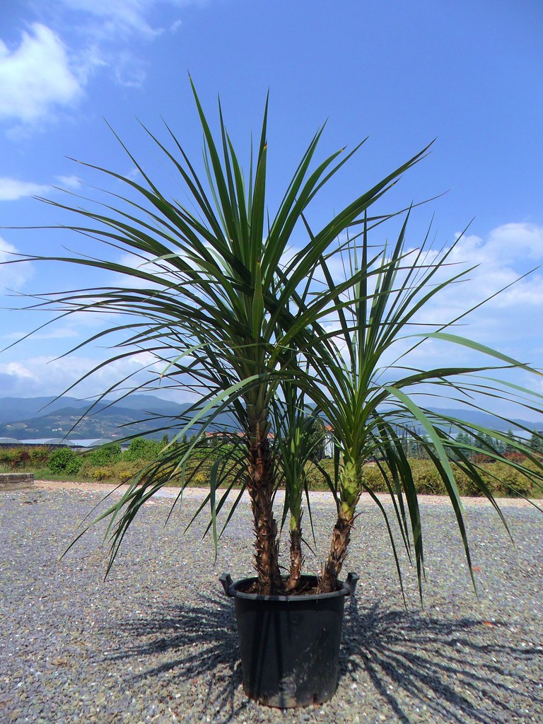 Кордилина неразделенная (Cordyline indivisa)