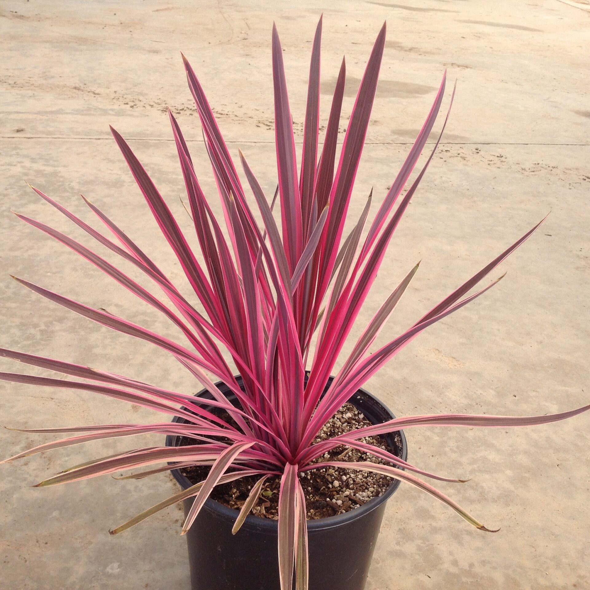 Кордилина южная (Cordyline australis)