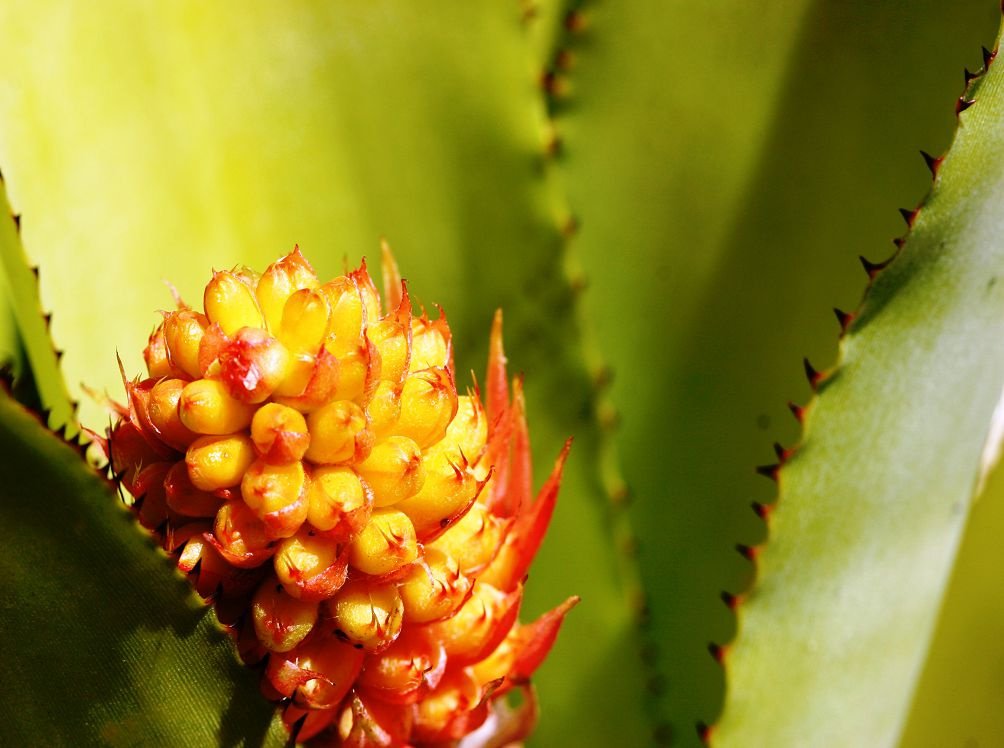 Косматая (Aechmea comata)