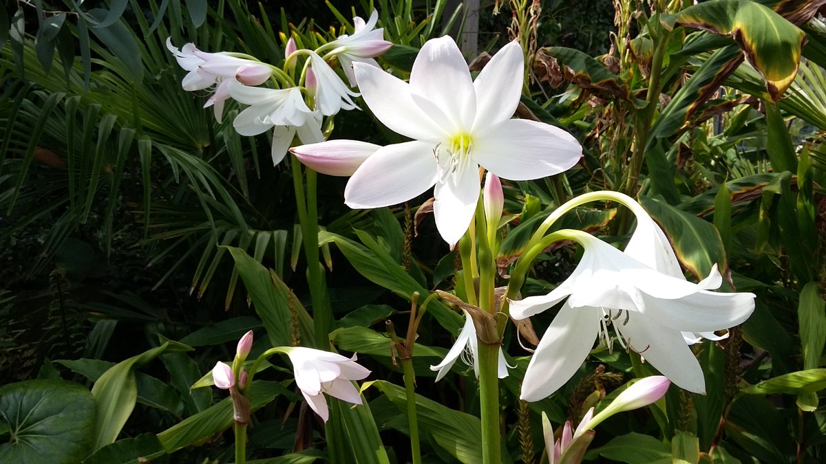 Кринум абиссинский (Crinum abyssinicum)