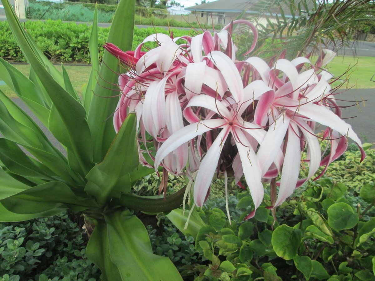 Кринум большой (Crinum giganteum)