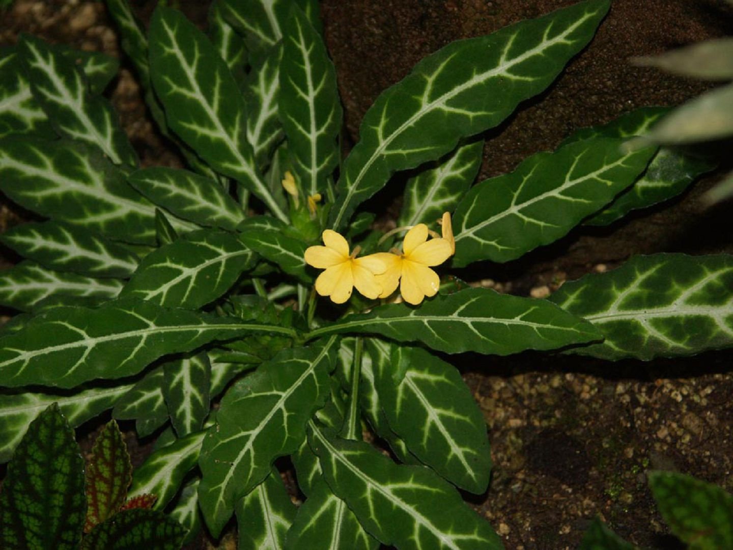 Кроссандра колючая (Crossandra pungens)