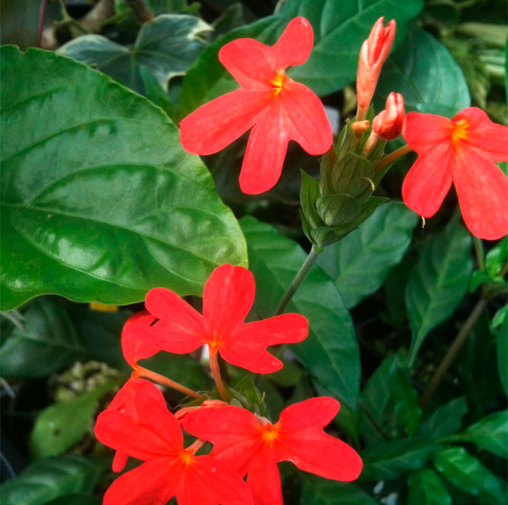 Кроссандра красная или нильская (Crossandra nilotica)