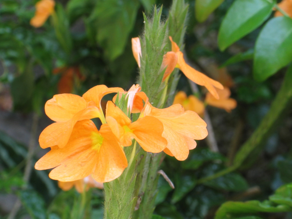 Кроссандра стеблевая (Crossandra subacaulis)