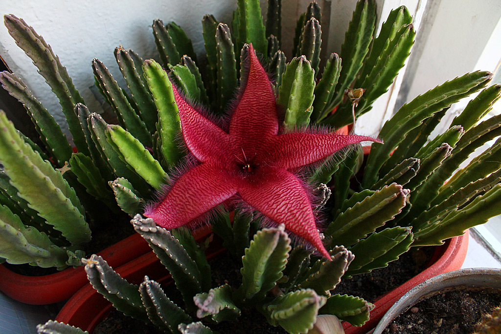 Крупноцветковая (Stapelia grandiflora)