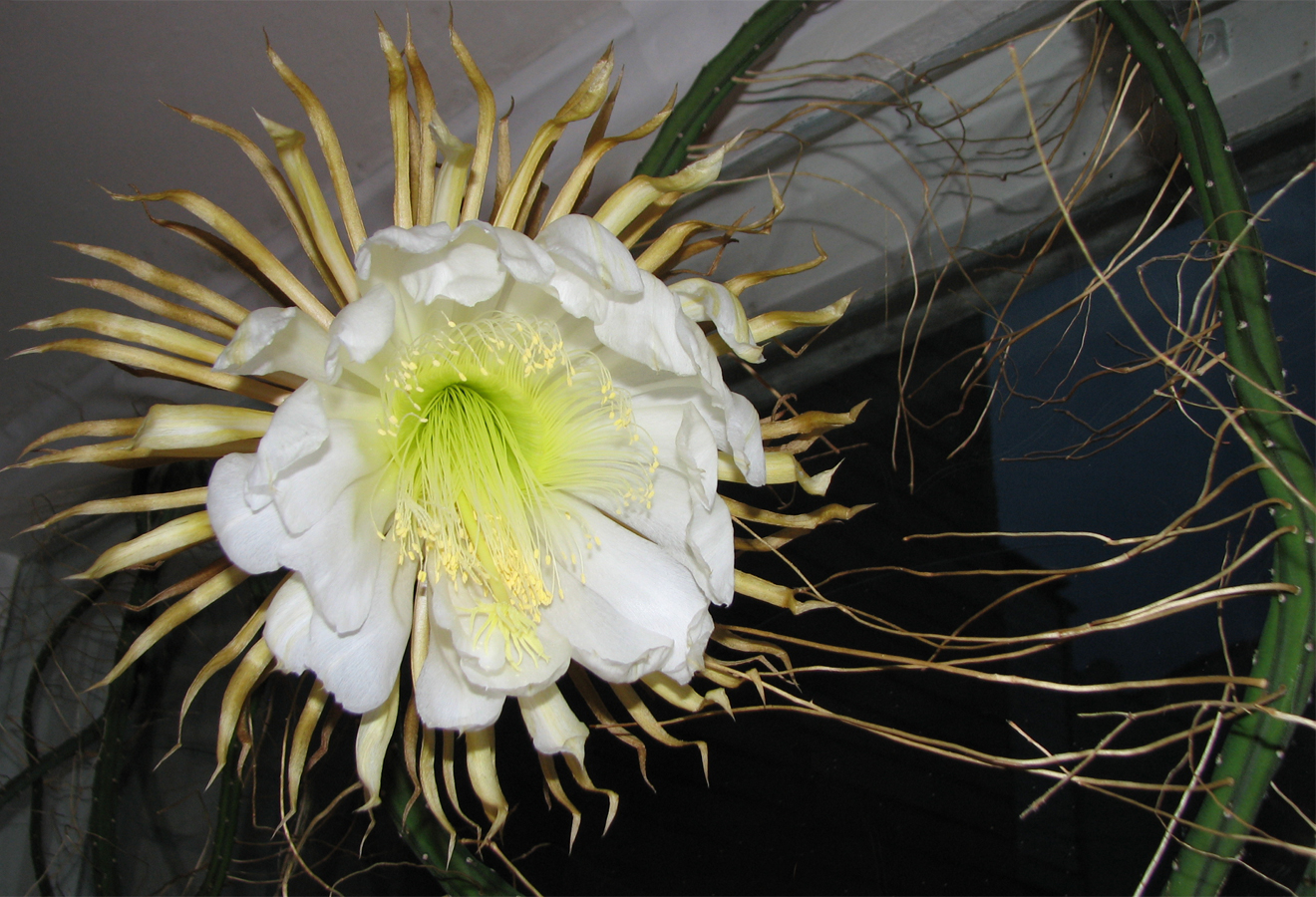 Крупноцветковый (Selenicereus grandiflorus)