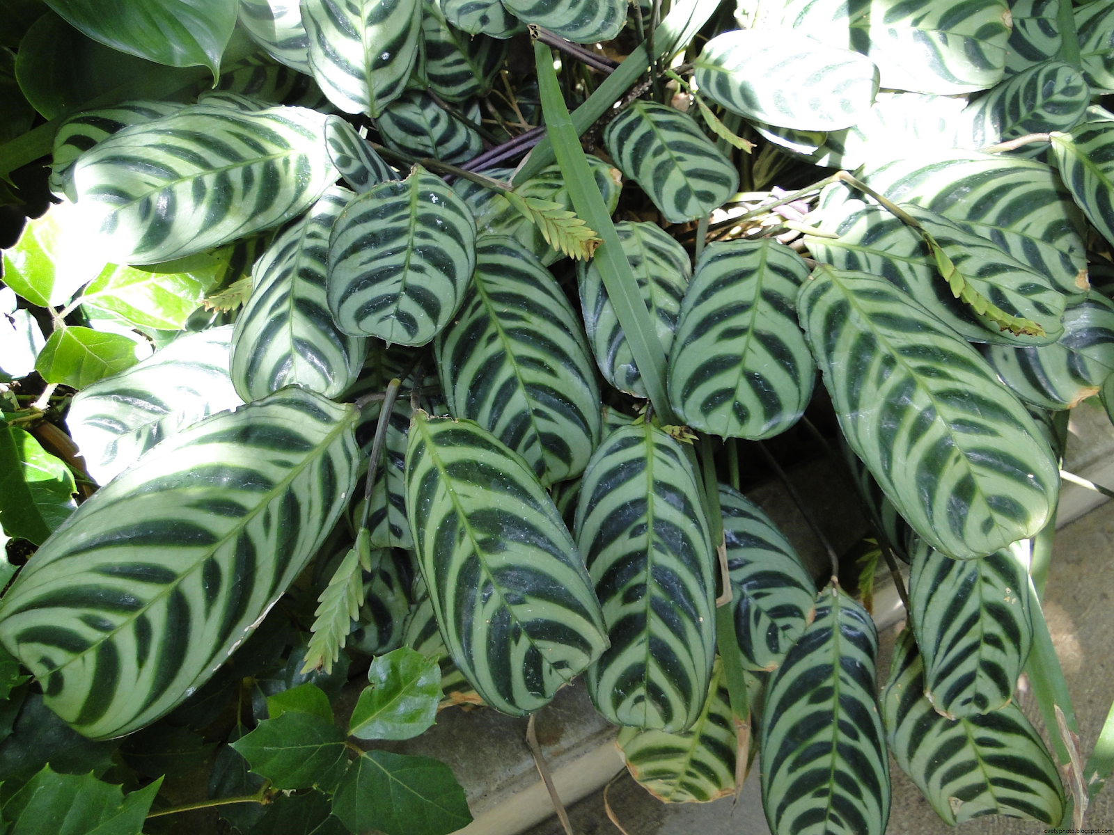 Маранта двухцветная (Maranta bicolor)