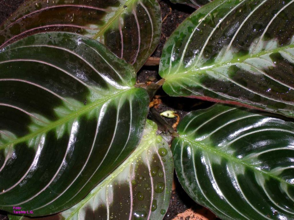 Маранта Масанжа (Maranta massangeana)