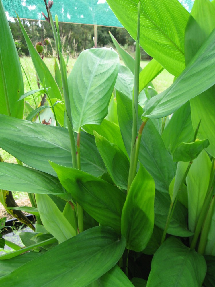 Маранта тростниковая (Maranta arundinacea)