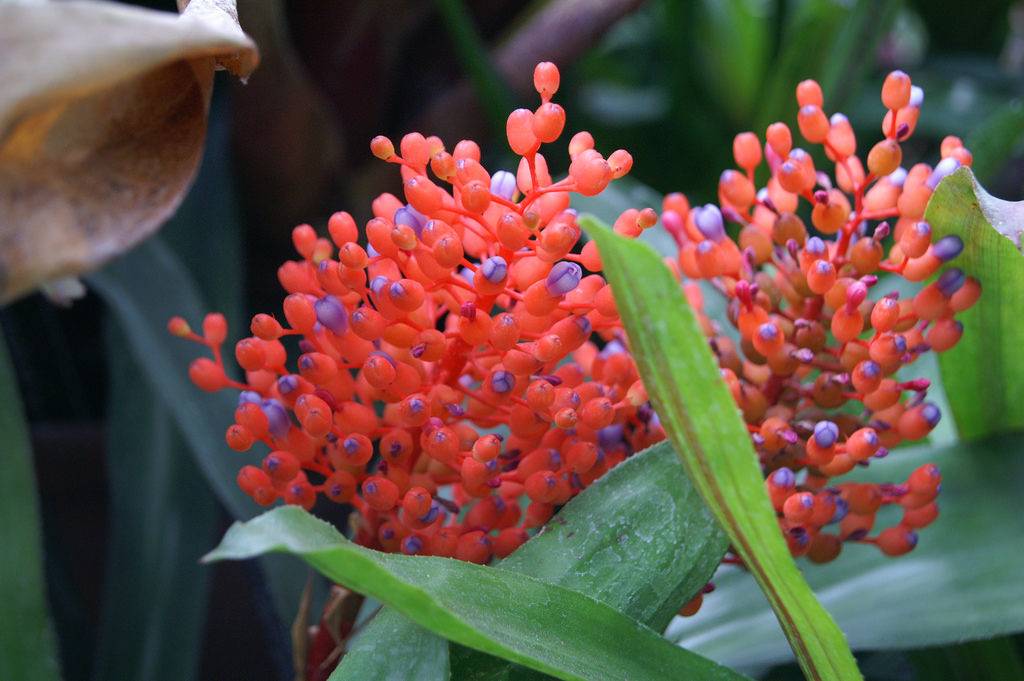 Матово-красная (Aechmea miniata)