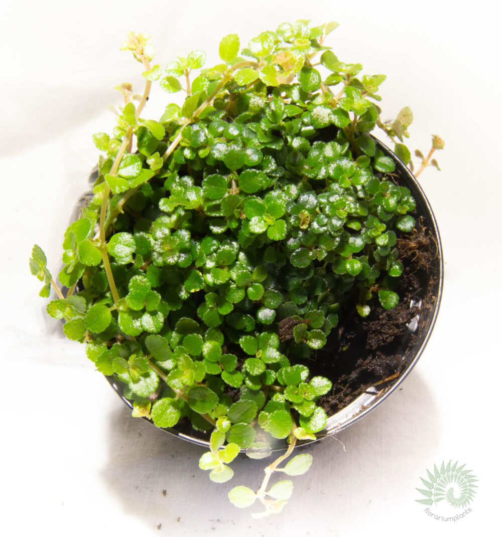 Мелколистная пилея (Pilea microphylla)