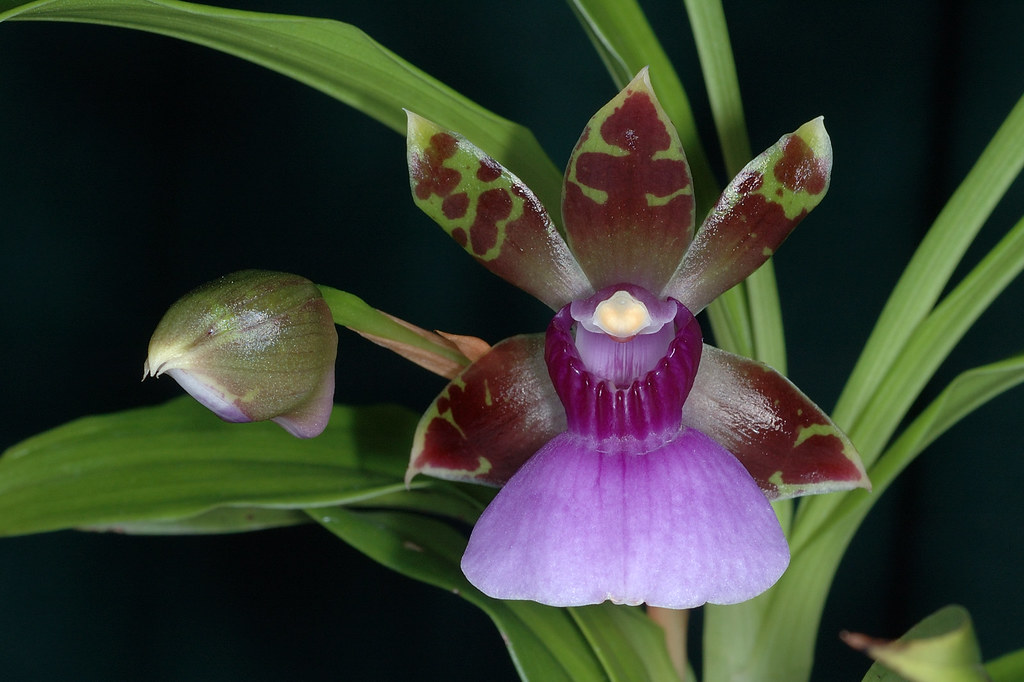 Мильтассия (orchid Miltassia)