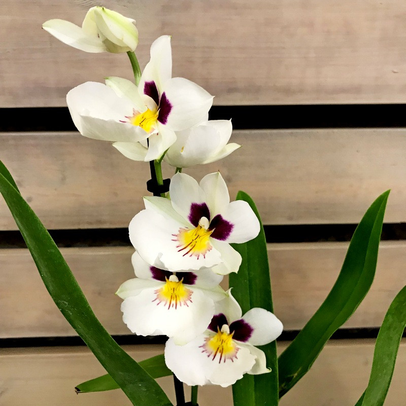 Мильтония белоснежная (Miltonia candida)