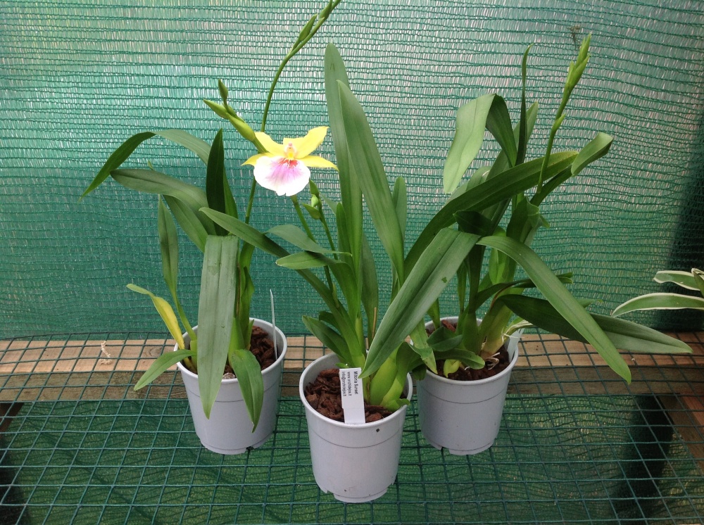 Мильтония блистательная (Miltonia spectabilis)