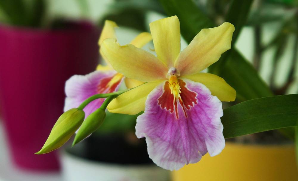 Мильтония желтоватая (Miltonia flavesctns)