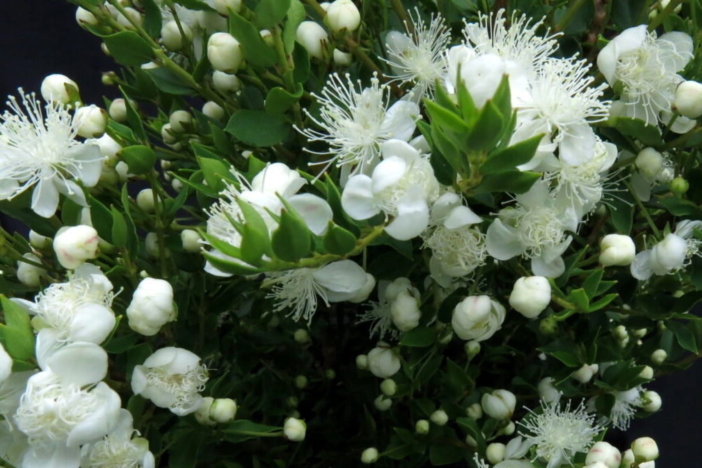 Мирт хеквен (Myrtus Chequen)