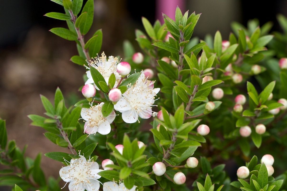 Мирт обыкновенный (Myrtus Communis)