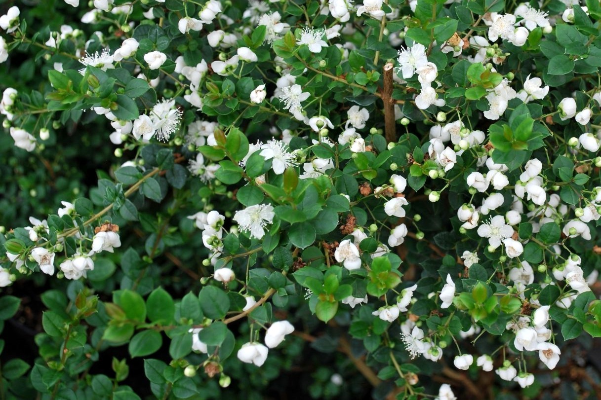 Мирт пышный (Myrtus Apiculata)