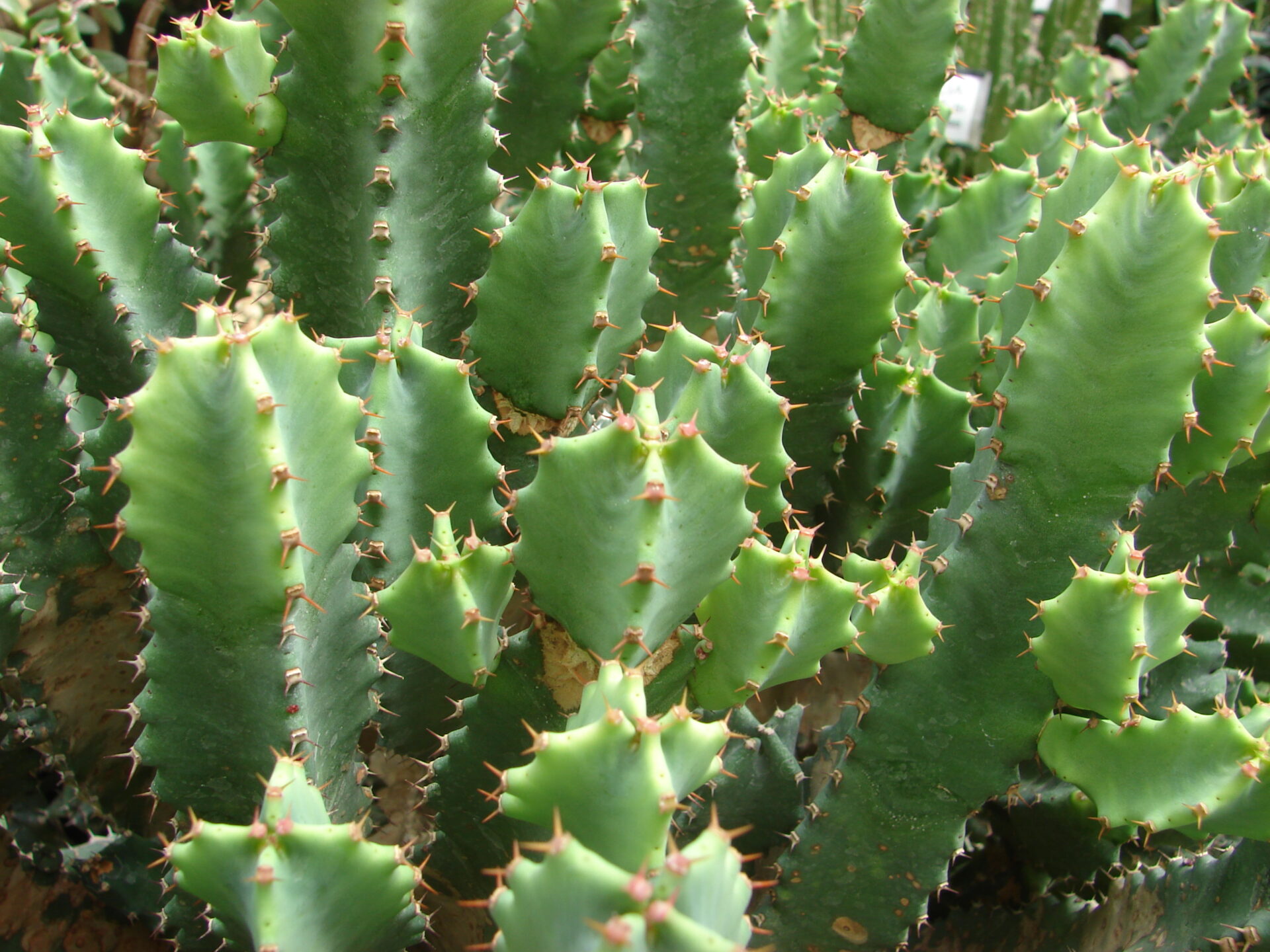 Эуфорбия: Молочай смолоносный (Euphorbia resinifera)