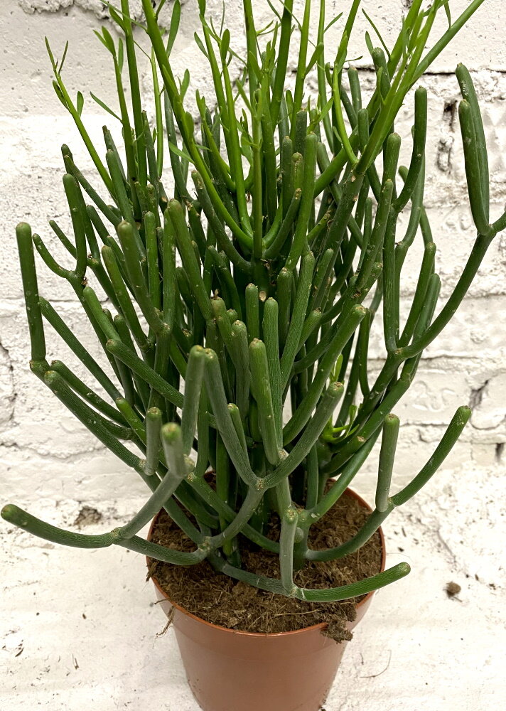 Молочай тирукалли (Euphorbia tirucalli)