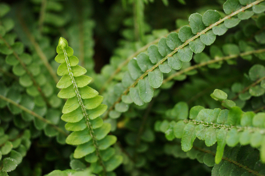 Нефролепис сердцелистный (Nephrolepis cordifolia)