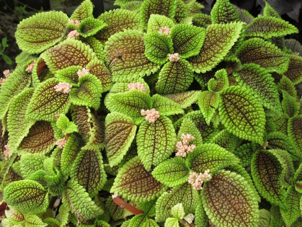 Обернутая пилея (Pilea involucrata)