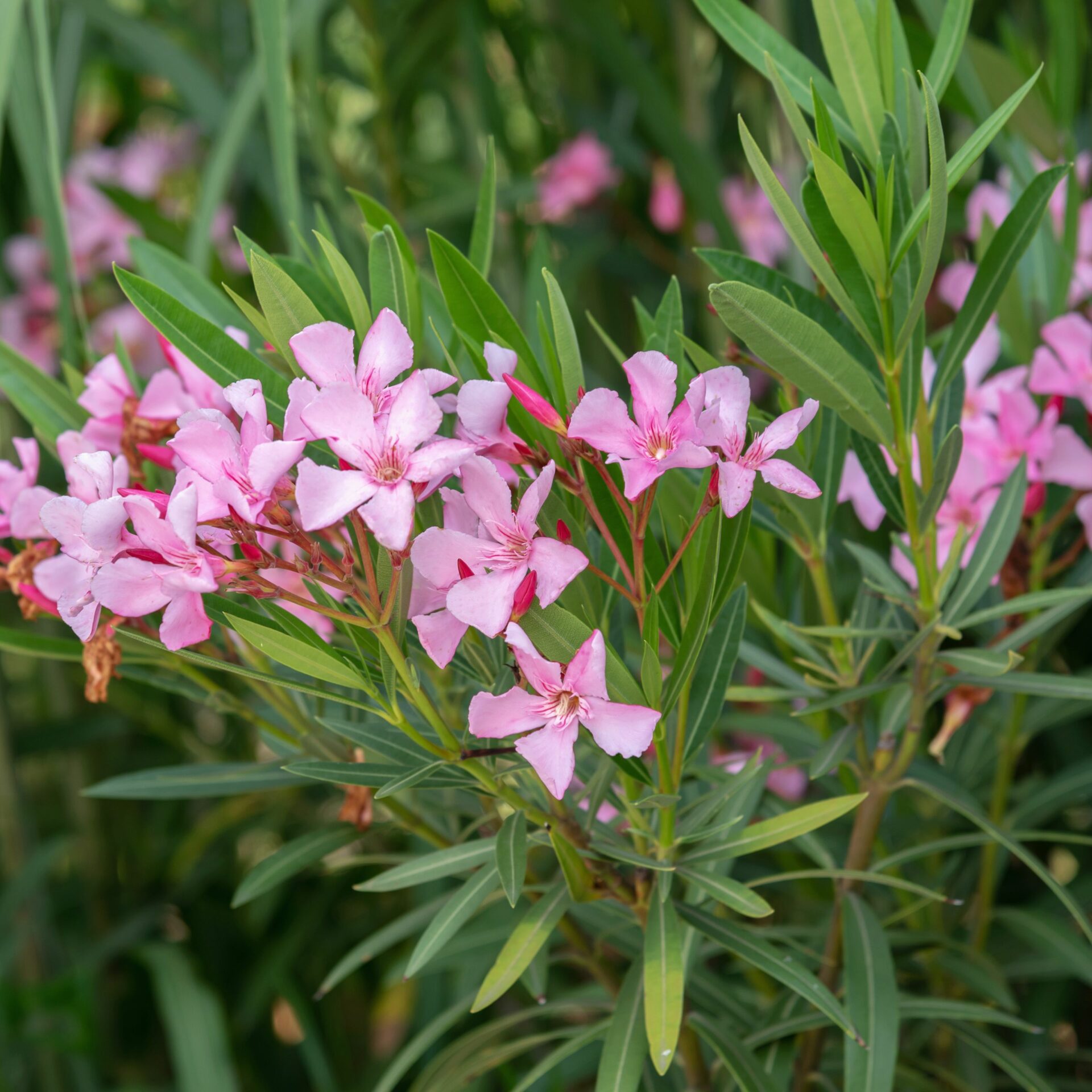 Олеандр Hardy Pink