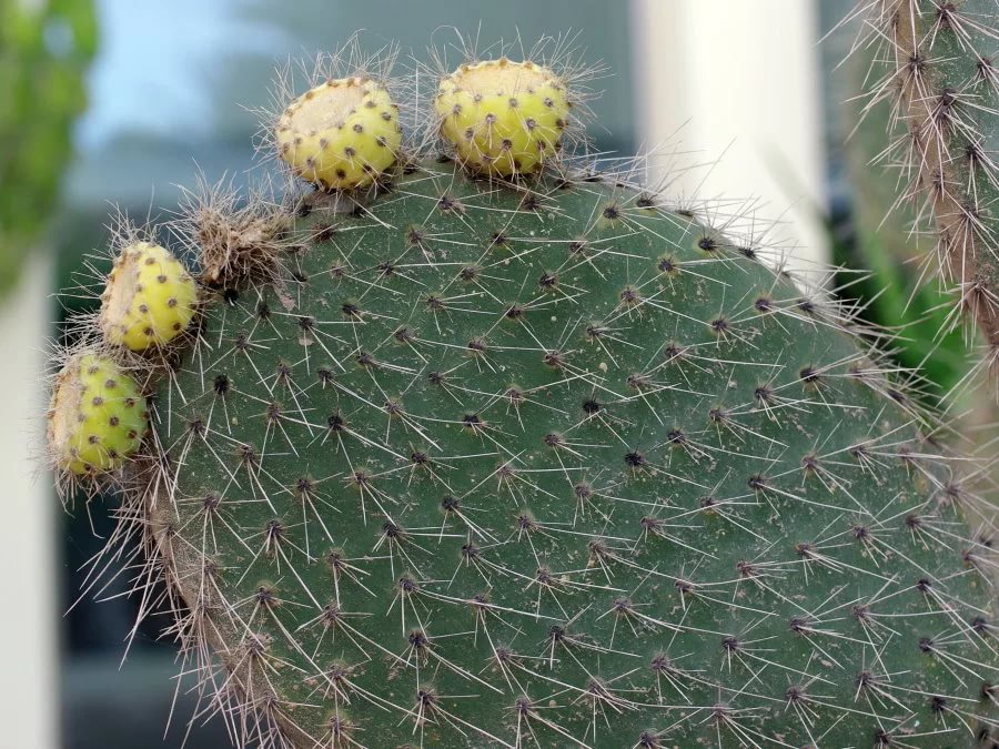 Опунция беловолосая (Opuntia leucotricha)