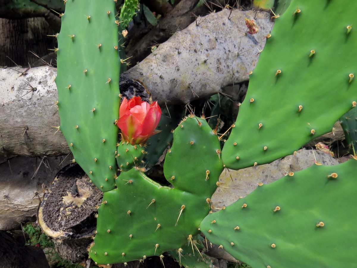 Опунция Бергера (Opuntia bergeriana)