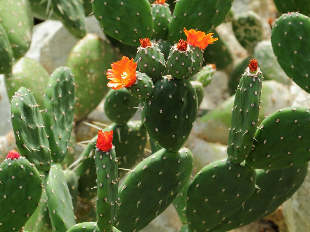 Опунция главная (Opuntia basilaris)