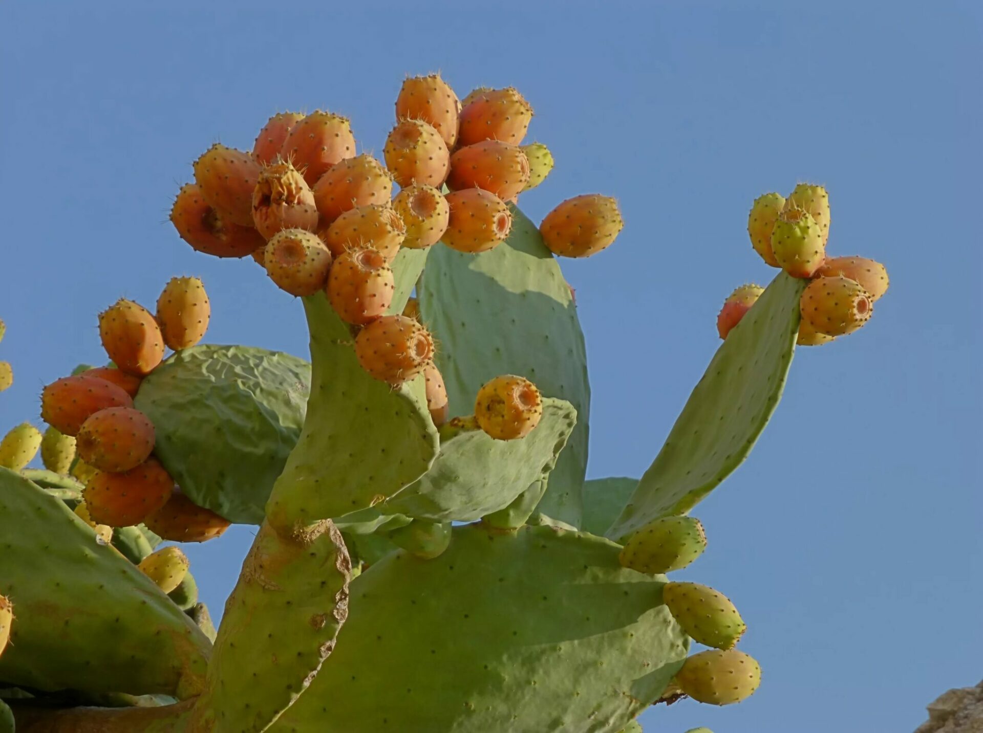 Опунция индийская (Opuntia ficus-indica)