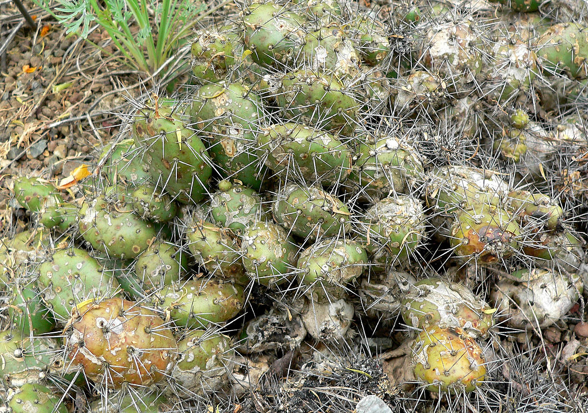 Опунция ломкая (Opuntia fragilis)