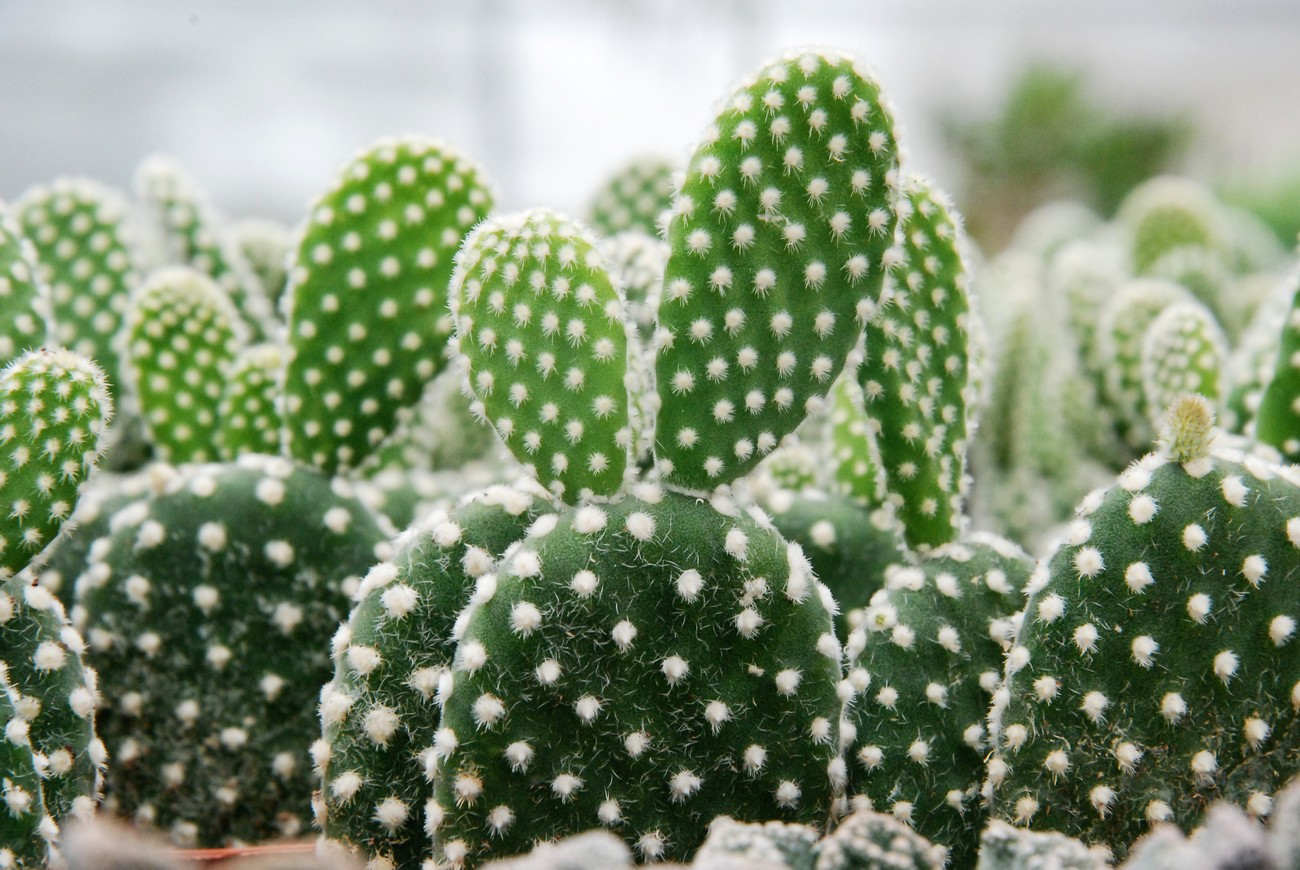 Опунция мелковолосистая (Opuntia microdasys)