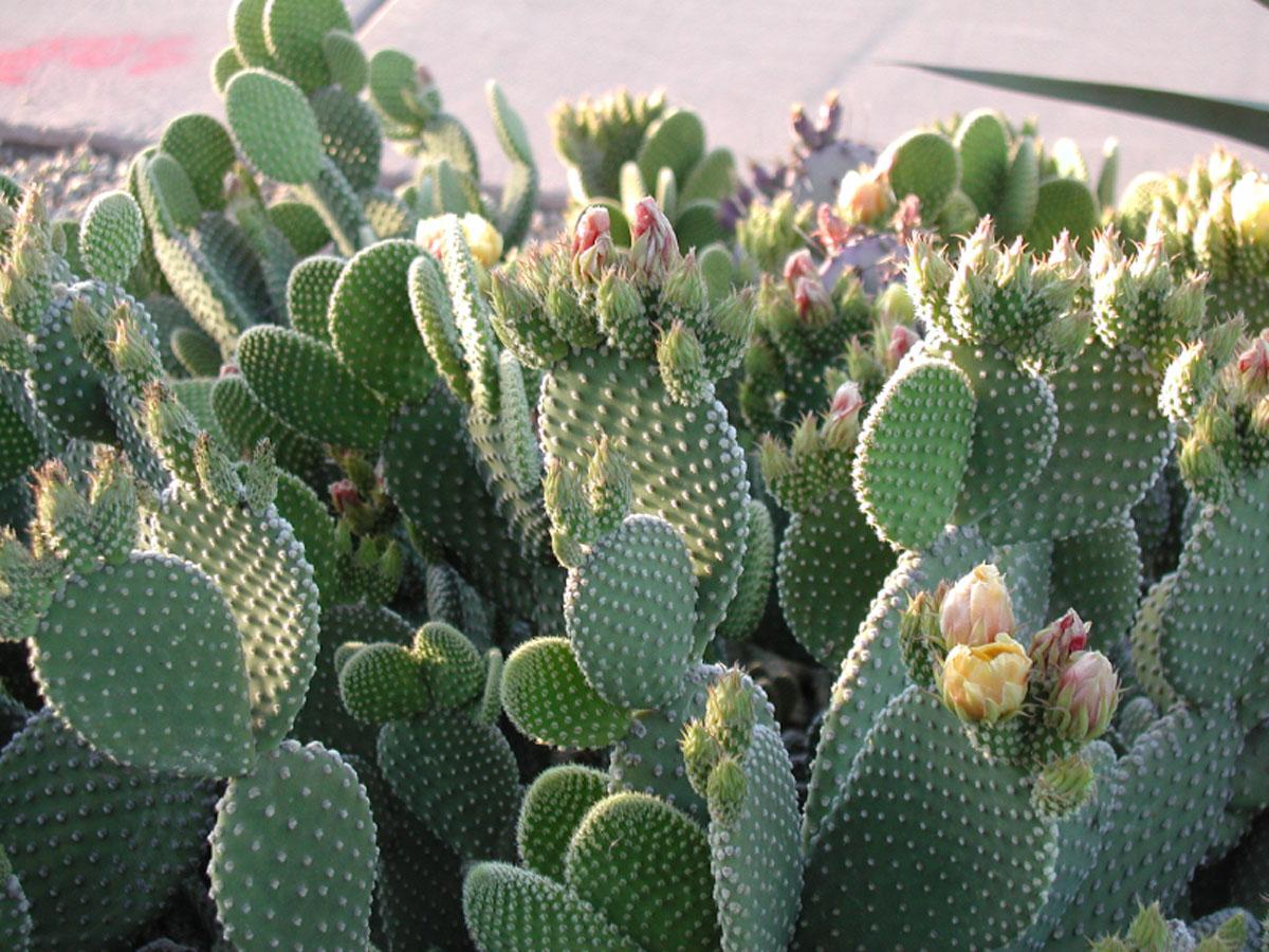 Опунция Шери (Opuntia scheerii)