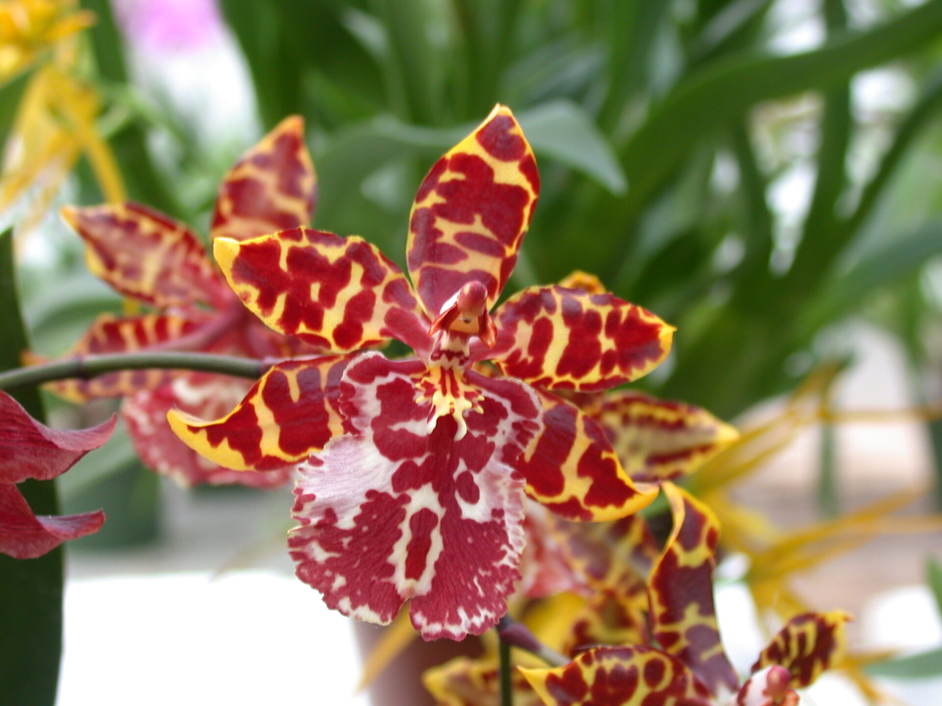 Орхидея Камбрия Одонтоцидиум (Odontocidium)