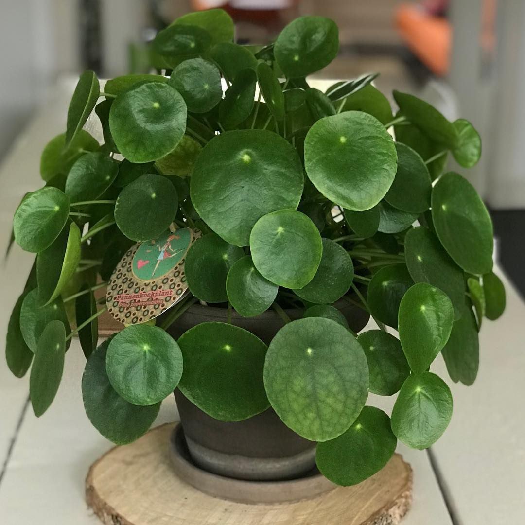 Пилея пеперомиевидная (Pilea peperomioides)