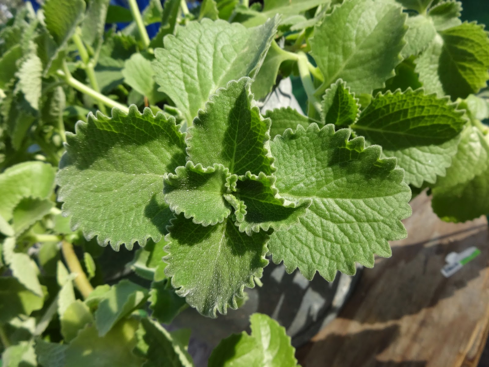 Плектрантус ароматный (Plectranthus amboinicus)